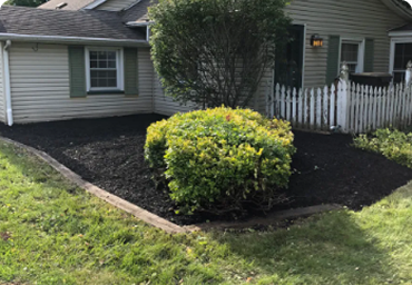 Shrub & Hedge Trimming